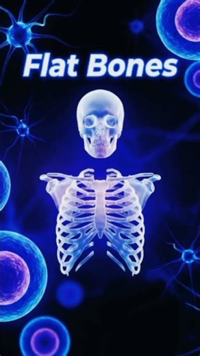 Flat Bones | Structure, Function & Examples.