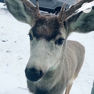 "Ding dong." - This deer, probably | USA TODAY Video