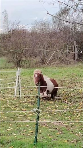 Funny Ponies That Will Instantly Make Your Day Better 🐴😂 | Try Not To Laugh #funny #animals #pony