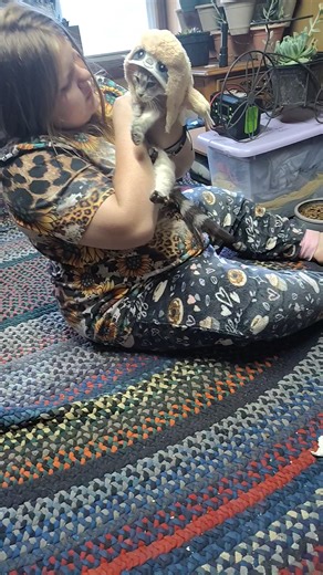 Welcome home baby sloth 😂😂 #cat #haloween #meow | Trina Downing