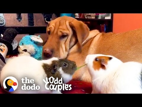 Dog And Guinea Pigs Are Obsessed With Eating Lettuce Together | The Dodo Odd Couples