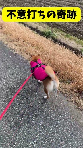 【カメラ目線】一生懸命まっすぐ進んでたのに、3秒後に突然クルッと大人の対応を見せる愛犬ラブw