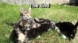 La bellissima gattina di nome Sparta partorisce i suoi sei cuccioli. Una scena emozionante e tenerissima ❤️ | Tenerissimi