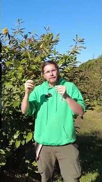 Interesting facts about the chestnut tree's name and flowering | WATCH THE FULL VIDEO