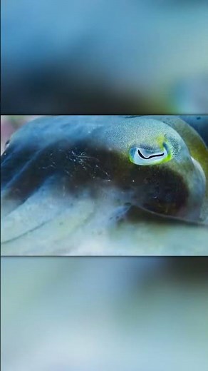 Nature’s Ninja: Cuttlefish Stuns Crab with Hypnosis!