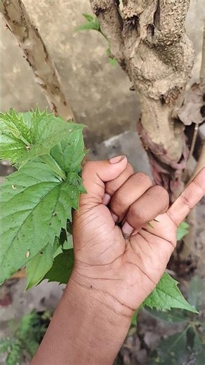 It is the🪲 Smaller shiny jewel beetle part2#beautifulinsects 🍀#nature#anyuniqueanimals#insects#181