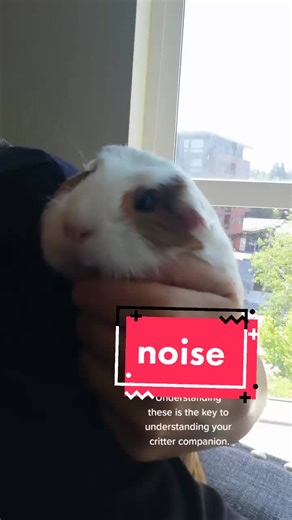 Understanding Your Pet Guinea Pig's Noises