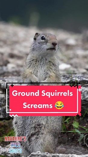 Ground Squirrel Sounds Compilation