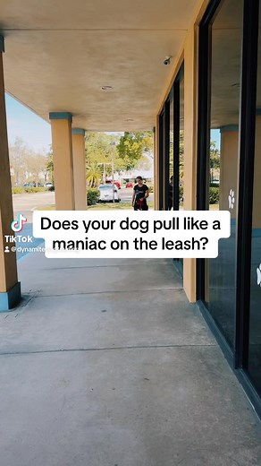 42K views · 1.2K reactions | #looseleashwalking #doggo #fyp #dogtrainingtips #leashtraining | Dynamite Dog Training | Facebook