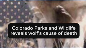 Colorado Parks and Wildlife reveals wolf’s cause of death