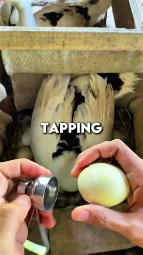He Stole an Egg … To help it HATCH 😍 🐣🐣🐣