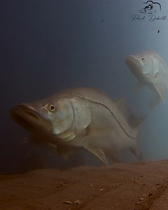 Beneath Florida’s Juno Pier, my cameras reveal beautiful marine life including game fish, bait fish, and sharks. Filmed on April 26, 2024. | Paul Dabill Photography