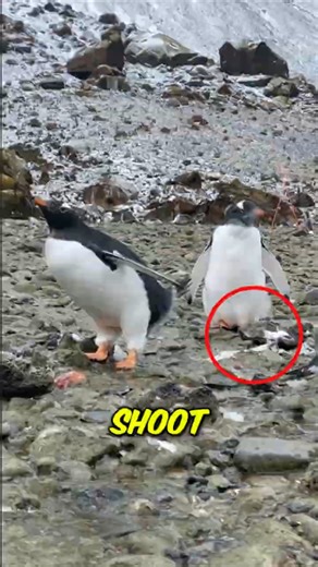Top 5 wild and mind blowing animal poop facts #shorts