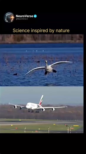 Alex on Instagram: "Get @reshare_app • @neuroverse.n Human Flight Inspired by Bird Human flight was strongly inspired by bird behaviour, especially how large birds like swans manage takeoff and landing despite their heavy bodies. Observers noticed that swans do not leap into the air; instead, they run along the water, spreading their wings to generate lift while gradually increasing speed. Early aircraft designers copied this idea by using long runways to build speed before takeoff. Similarly, s