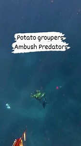 1.6M views · 6.9K reactions | Potato groupers are highly territorial...