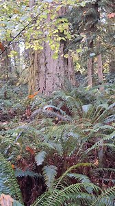 Tracking Sasquatch through the remote forests of the Pacific Northwest U.S.A. with The Bigfoot Expert. The Bigfoot Expert Filmed in remote SW Washington state. | The Bigfoot Expert