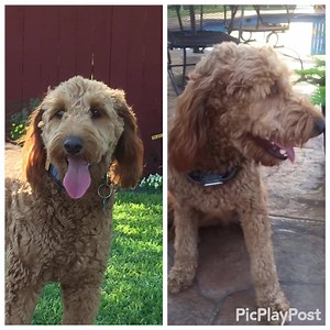 10K views · 310 reactions | UPDATE: RADAR HAS BEEN ADOPTED. Radar-TX, a 1 year old mini-Goldendoodle, is available for adoption. He is in a foster home near Dallas. To read more about this gorgeous guy, see his listing here: https://www.petfinder.com/petdetail/38050770. We do not have the manpower to respond to inquiries so please fill out an adoption application if you are interested. | IDOG Rescue - Labradoodle & Goldendoodle Rescue | Facebook