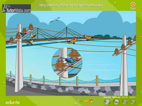 Why Perching Birds Do Not Get Electrocuted