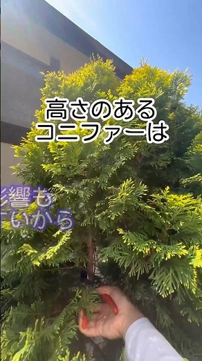 コニファーの透かし剪定：風通しと美しさを高める方法#庭師のVlog #一級造園技能士