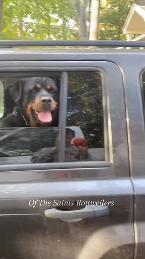 1M views · 31K reactions | Trying to pack up the car to head home and Riley kept throwing her ball out the window to play fetch instead 藍癩 | Of The Saints Rottweilers | Facebook