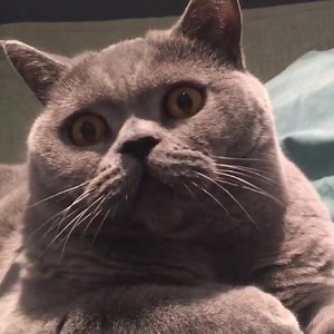 7K views · 948 reactions | The classic bobble head  @british_cowboy (instagram) | Wonderful Cats | Facebook