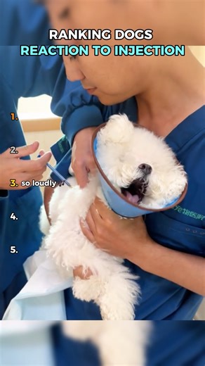 Ranking Dogs reaction to injection