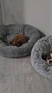 Jax’s First Night Home - Big Brother Nudge Was Not Impressed