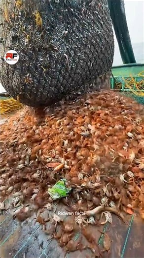 How Crabs Become Trapped in Fishing Nets