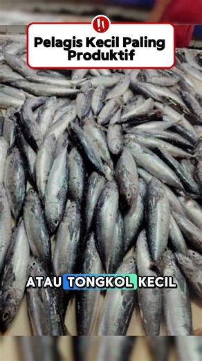 Ikan Pelagis Kecil Paling Produktif