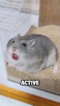 The Real TRUTH About Dwarf Hamsters #shorts