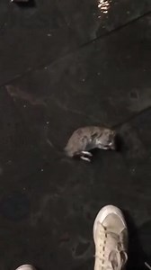 454 reactions · 22 shares |  Ultimele bucăți ÎN STOC  Ia-l la reducere mare! Apasă pe butonul de mai jos | Superzebra | Facebook