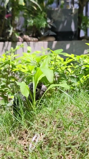Found a little Pineapple hiding in the garden! 🍍