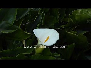 An exquisite Arum lily enjoy the beautiful hues and calming ambiance of a lily in full bloom