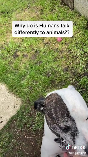 Communicating with Animals: How Humans Interact with the Animal Kingdom