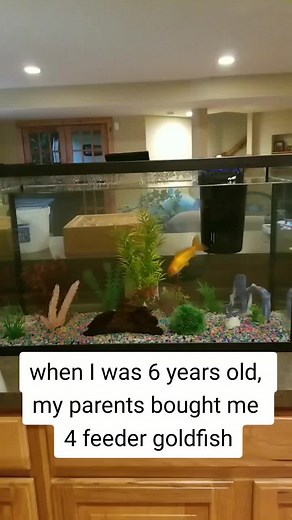 Proper Care for Goldfish: Tank Size, Water Conditions, and Lifespan