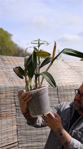 Romain Maire on Instagram: "🌿REMPOTAGE ORCHIDÉE🌿 Après vous avoir raconté plein de trucs débiles dans le précédent réel, voici un exemple de rempotage efficace et la clé numéro 1 pour faire refleurir votre orchidée ✨ 1) retirer un maximum de l’ancien substrat 2) préparer votre nouveau substrat 3) placer la plante dans son nouveau pot (même taille si la masse racinaire le permet, juste un petit peu plus grand si trop de racines) 4) ajouter du nouveau substrat en tassant bien pour que la plante 