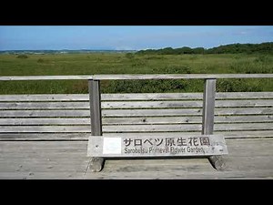 サロベツ原生花園(2024.8.30)