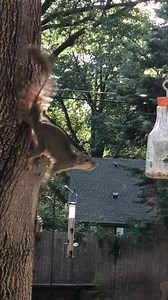 5.9K views · 44 reactions | Squirrel? | HuntingLife.com | Facebook