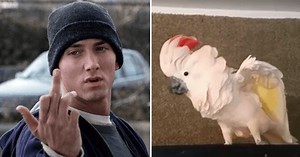 This Cockatoo Going Crazy Cussing & Swearing Will Remind You Of Every Rebellious Teenager Ever - ScoopWhoop