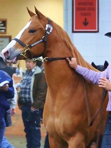 Subastas de caballos de carreras: qué saber antes de comprar