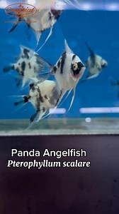 Fun Fact Panda angelfish (Pterophyllum scalare) from Imperial Tropicals can actually recognize their owners! Over time, they learn to associate you with feeding time and will swim right up to the glass when you walk by. 🐟 Learn more about Panda Angelfish at Imperial Tropicals #ImperialTropicals #AquariumFish #PandaAngelfish #PterophyllumScalare #FreshwaterFish #FishKeeping #Aquascape #AquariumLife #FishTank #Cichlids #Angelfish #FishLovers #AquariumHobby #TropicalFish #FishOfTheDay #PlantedTank