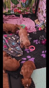 All red 💉🍼🐶🩷🧡🐾❤️✨🤎🩶🤍 | English Cocker Spaniel Puppies For Adoption