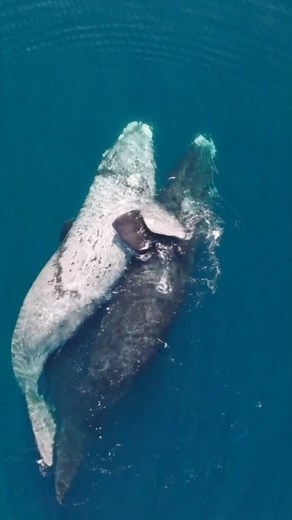 Whales Nation on Instagram: "Whale love 💙🐋 Video by @philip.hamilton.photography Peaceful mating is rare in nature and particularly with whales, as most of the time it involves mating rights and alpha male fights. You can even see a juvenile whale below watching and learning. Right whales have one-ton testicles and a reproductive apparatus of 4 meters, breaking all records on Earth. Southern right whales filmed for @oceansoulsfilms under government permit."