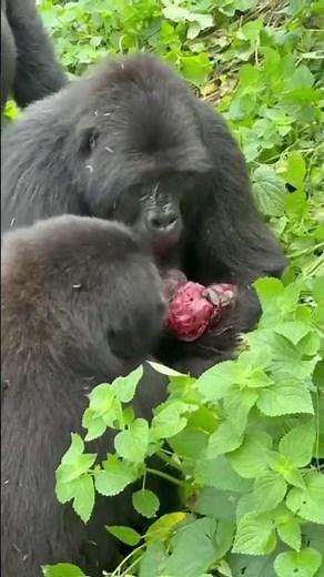 A once-in-a-lifetime experience with the Mountain Gorilla giving birth. Details in the description