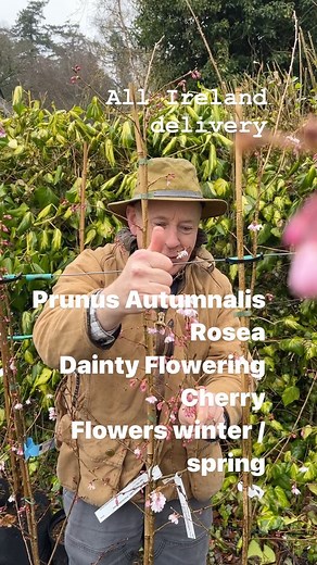 2.5K views | Prunus “Autumnalis Rosea “a dainty flowering cherry that flowers in winter and early spring. Planting time is from now, available in webshop.https://pergolanurseries.ecwid.com ALL IRELAND DELIVERY  32 counties WEBSHOP https://pergolanurseries.ecwid.com Pergola Nurseries Garden Corner, Virginia,Co Cavan A gardeners oasis of quality plants Open Tuesday to Saturday 10.30-6 Open Sundays 2-6 | Pergola Nurseries Garden Corner | Facebook