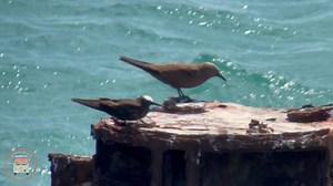 Black Noddy vs. Brown Noddy - who appreciates the fine distinction? Learn it well, because the Black Noddy is “THE” bird that you want to visit the Dry Tortugas for in the spring! It’s really the only place you can reliably see one in the continental United States. Look closely: Black Noddy is comparatively smaller and darker with a longer thinner bill and a more contrasting white cap. The one or two out there like to perch on the old coaling docks, mixed in amongst the many Brown Noddies. Bring