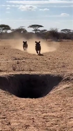 Hunt Gone Wrong! Warthog Rams Hyena into Python Ambush 🐗🐍💥