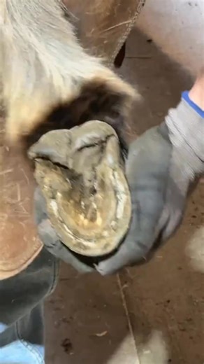 Giving donkey his regular trim #farrier #equestrian #horseshoeing #work | McAlpine Farrier Services