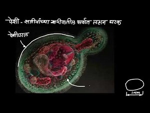 Cell parts and their functions (Marathi) | Cells and organism | Middle school biology | Khan Academy
