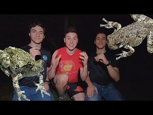 The Elusive Eastern Gray Treefrog! (ft. The Wildlife Brothers)